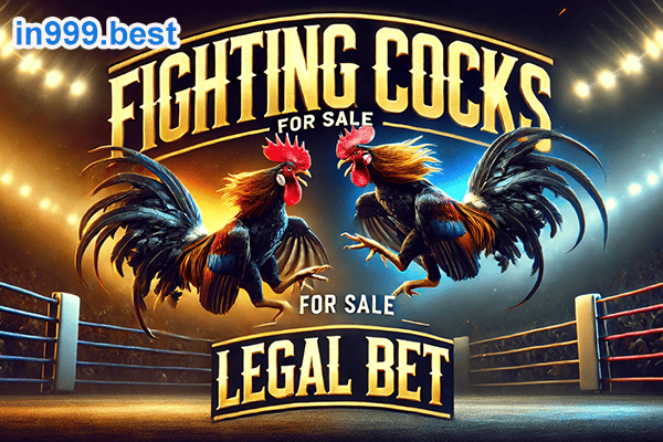 how to choose the Best Fighting Cocks for Sale